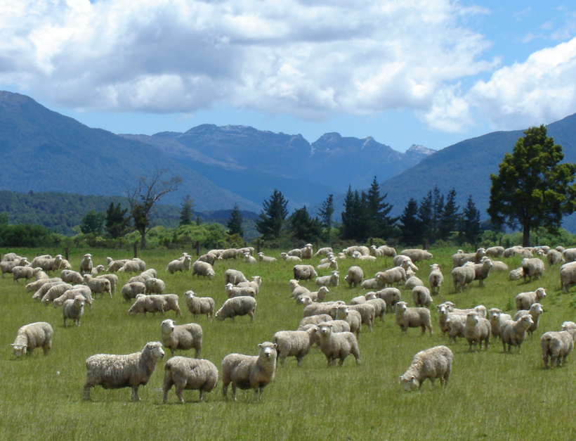 schapen in Nieuw-Zeeland