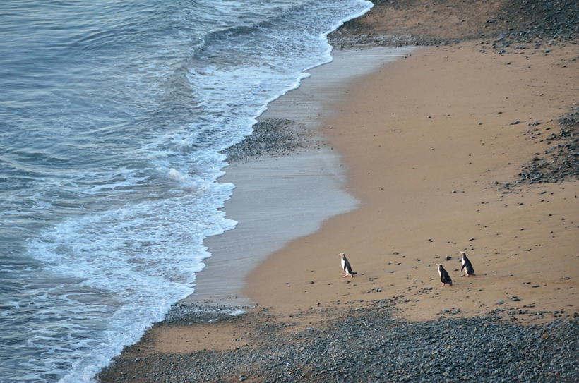pinguïns op het zuidereiland