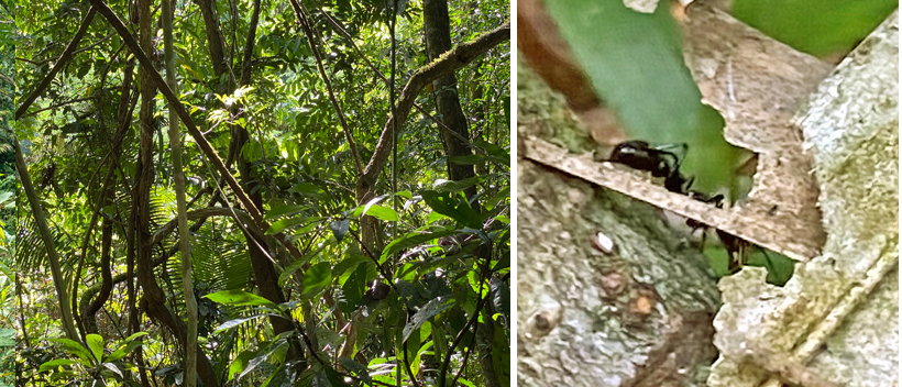 dichte jungle en kogelmier in Panama