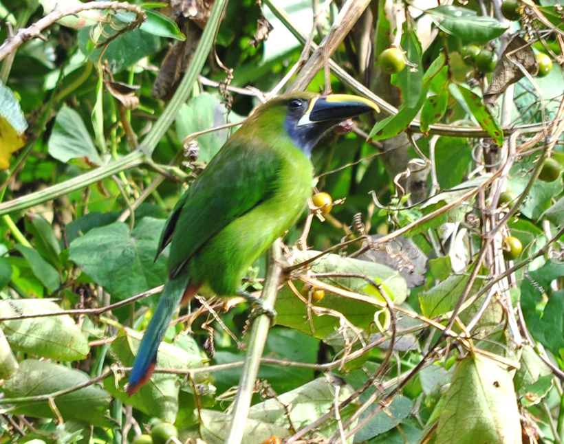 blue troathed toucanet in boquete