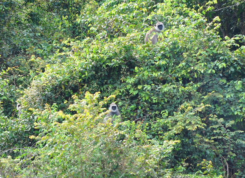 langoeren in Maha Oya Maduru Nationaal Park