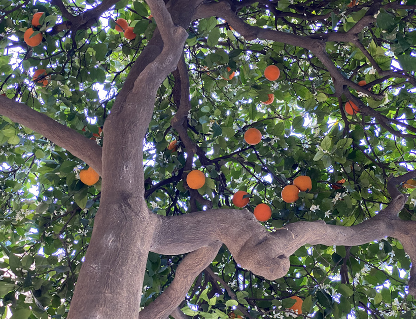 appelsienen in sevilla
