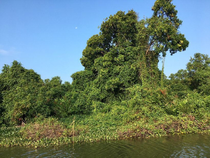 Muthurajawela Wetlands in Negombo
