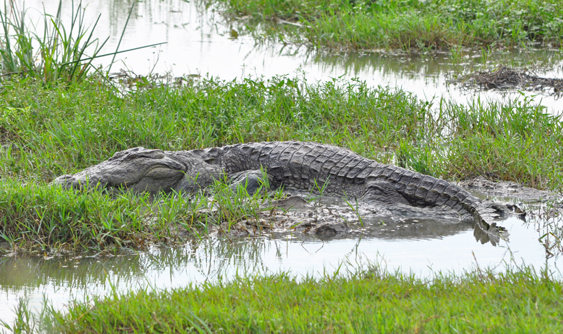 krokodil in Bundala Nationaal Park