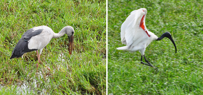 watervogels in Bundala Nationaal Park