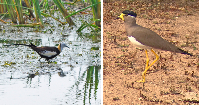 watervogels in Bundala Nationaal Park