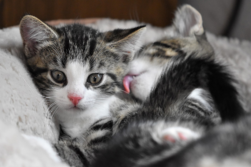 kitten adopteren
