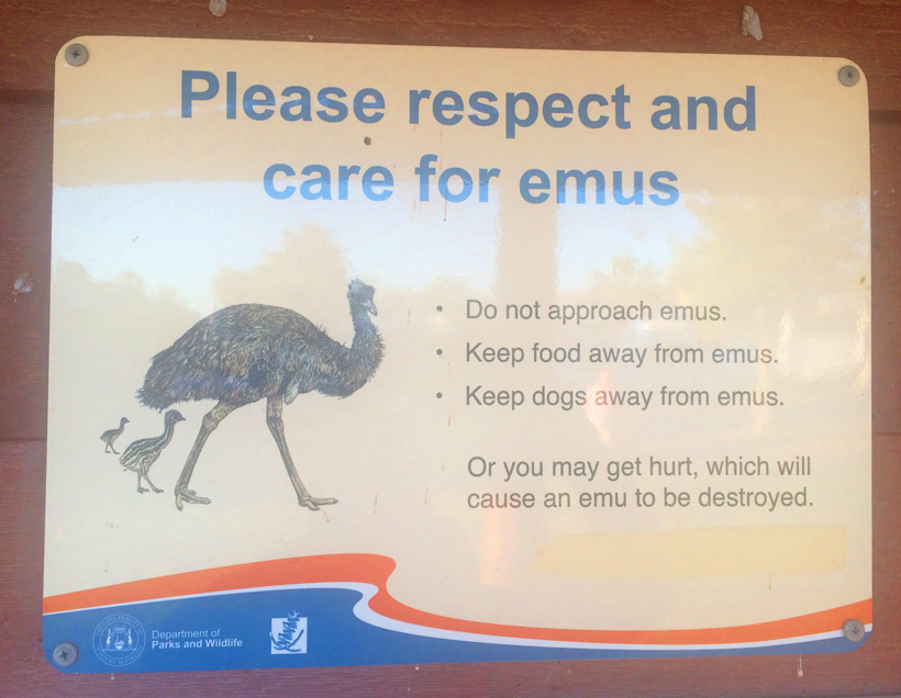 opgelet voor emoe's in shark bay