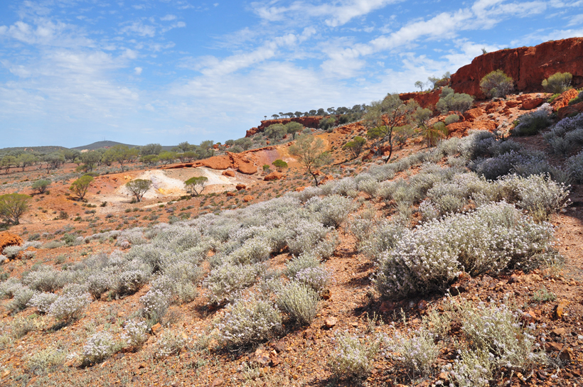 veldbloemen in golden outback