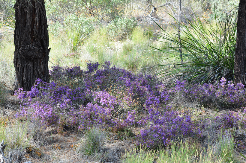 veldbloemen western australia