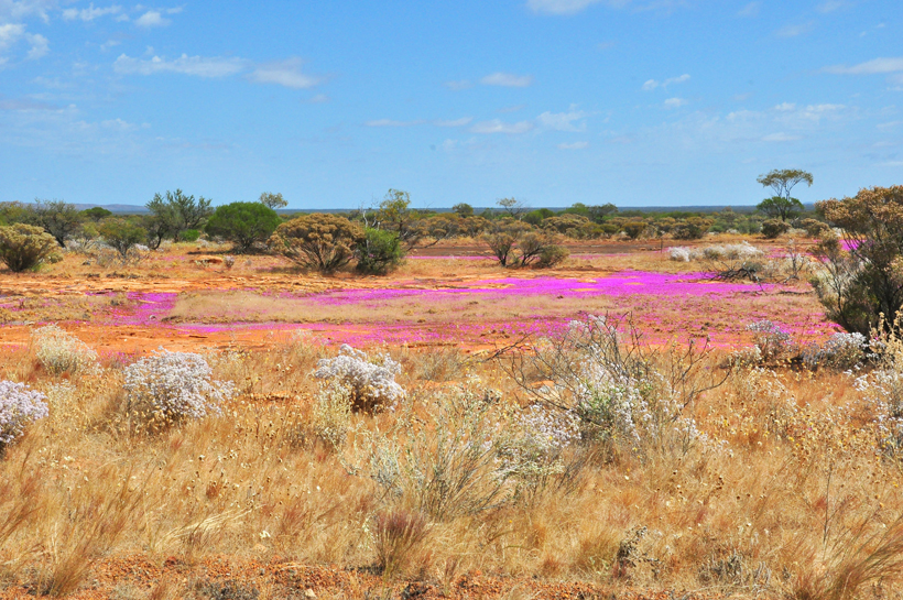 roze veldbloemen in golden outback