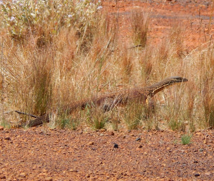 reuzenvaraan in golden outback