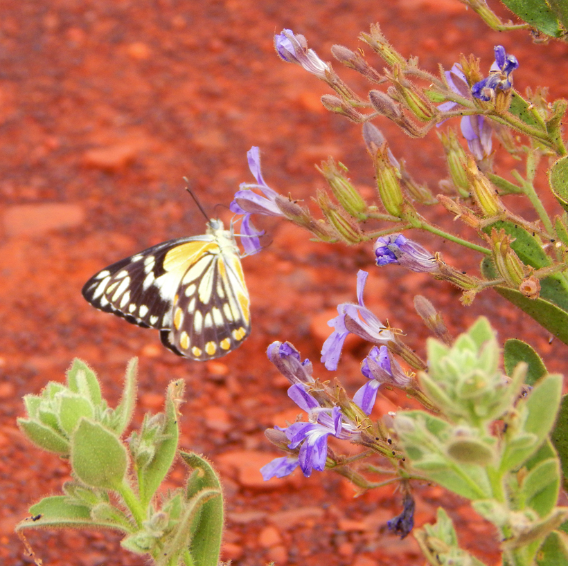 vlinder-in-outback-karijini