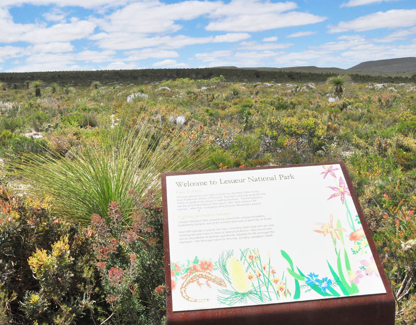 veldbloemen lesueur nationaal park westkust van Australië