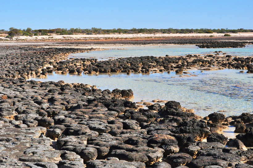 stromatolieten in shark bay