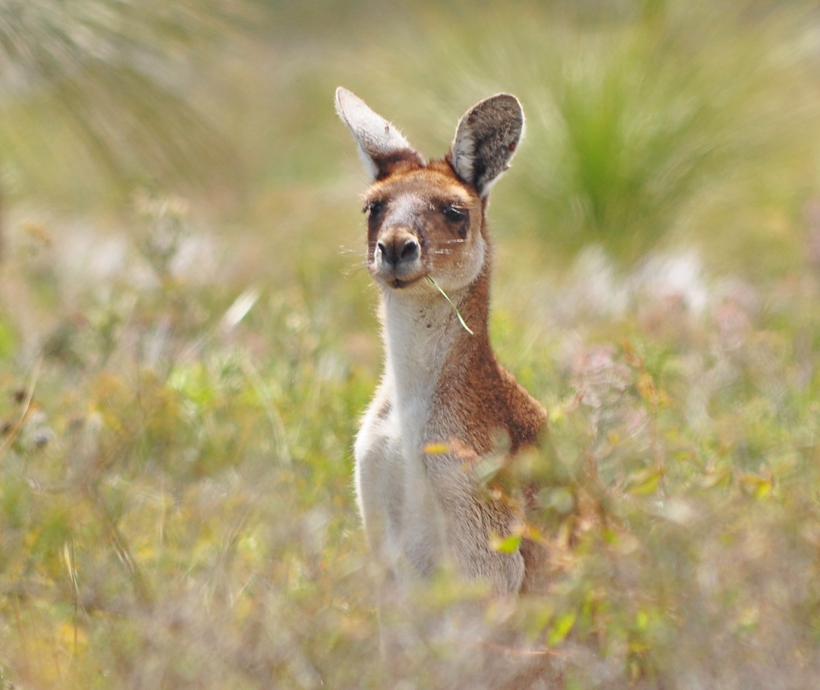 kangoeroe in lesueur westkust van Australië