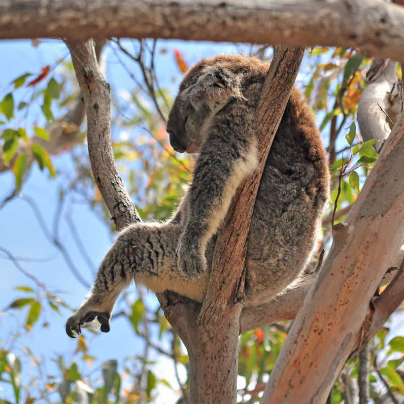 koala in yanchep nationaal park
