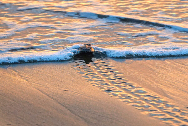 babyschildpadjes vrijlaten in costa rica