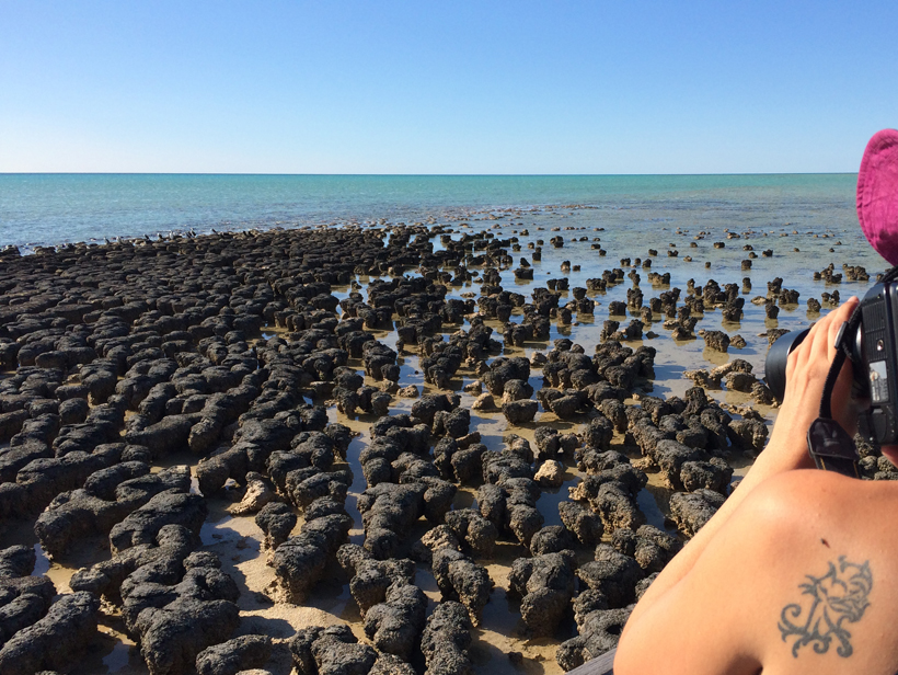 stromatolieten in shark bay