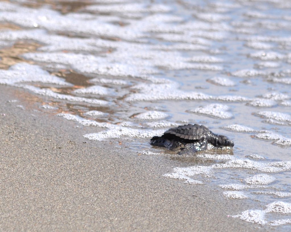 babyschildpad reserva playa tortuga