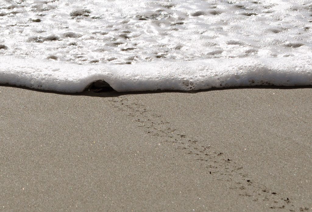 babyschildpad reserva playa tortuga