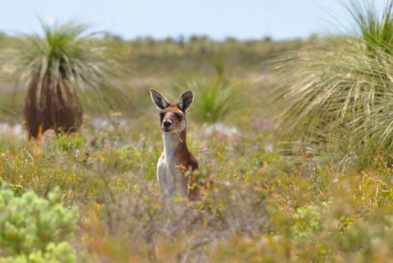 kangoeroe westkust van Australië