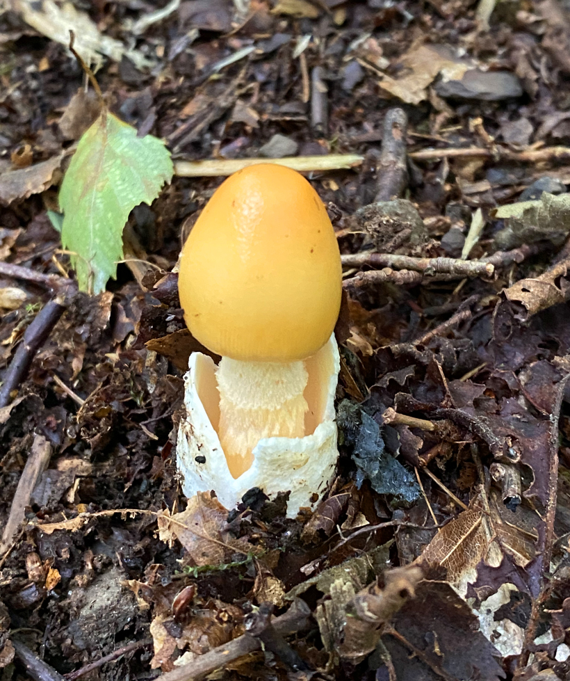 gele paddenstoel Nassogne