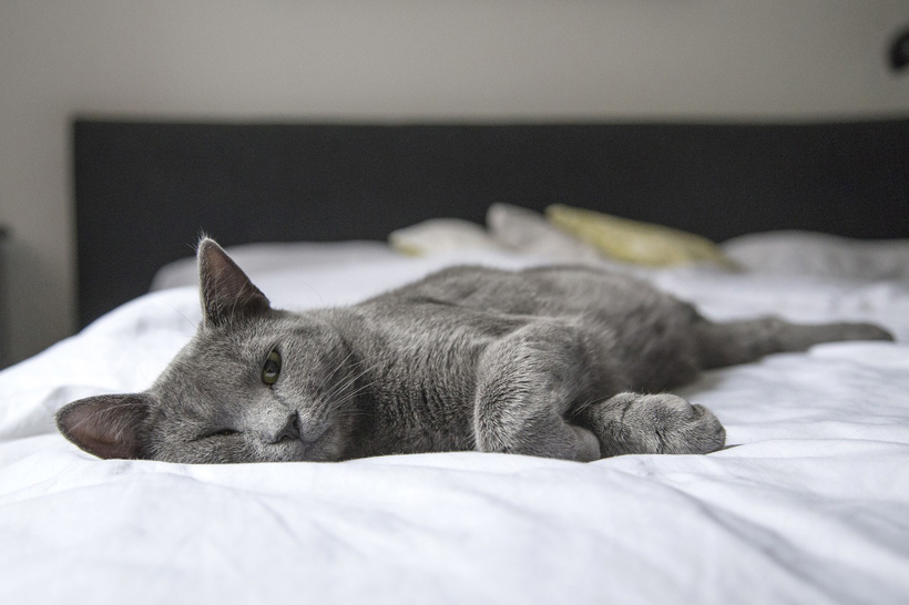 kat relax op bed