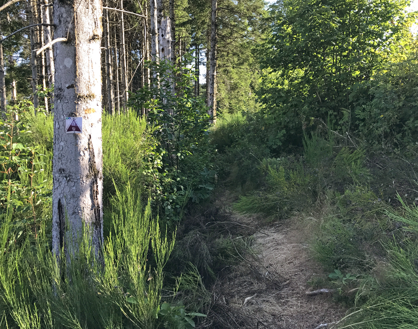 overwoekerd pad naar source yonne mountainbike
