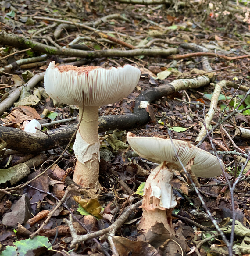 paddenstoel in nassogne