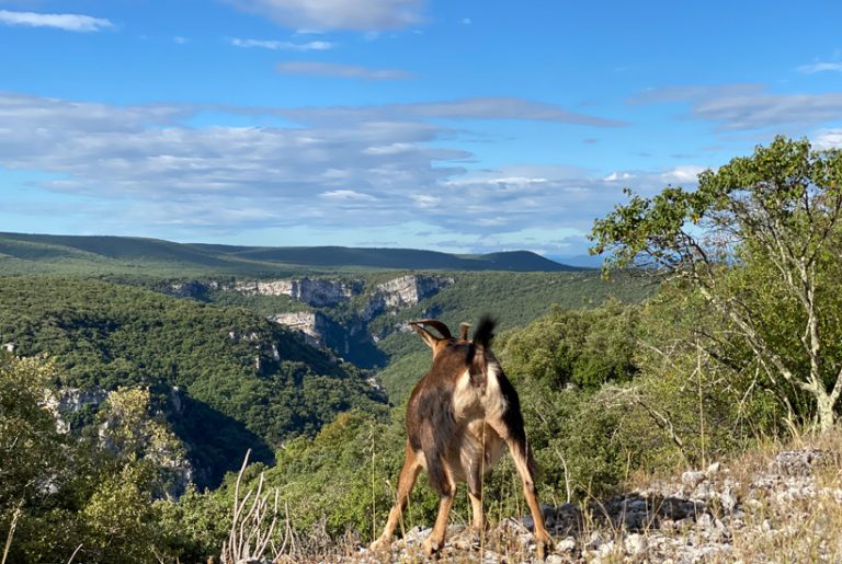 geit aan canyon Ardèche