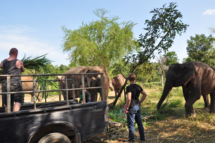 olifanten helpen in opvangcentrum in Thailand