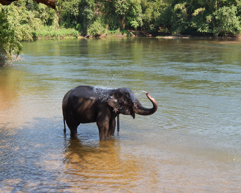 olifanten helpen in opvangcentrum in Thailand