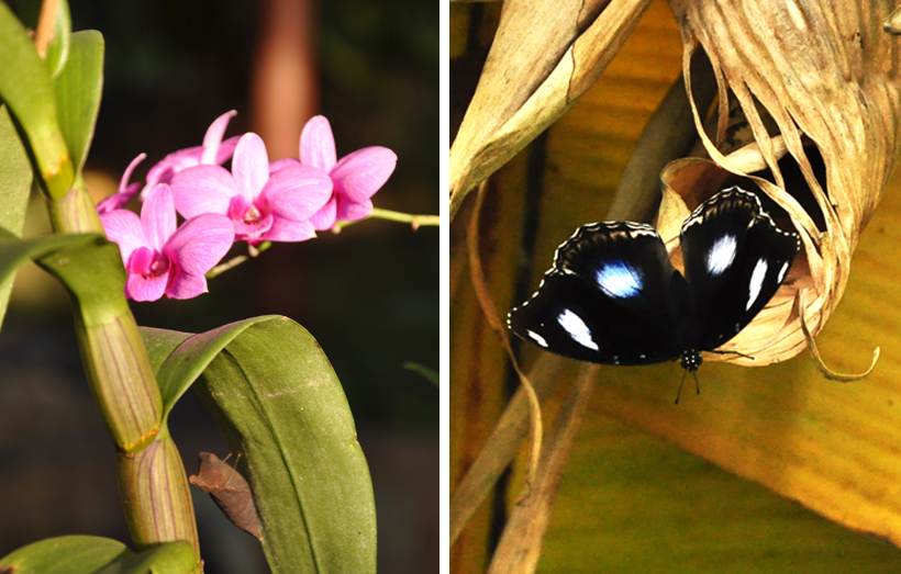 orchidee en vlinder in Thailand