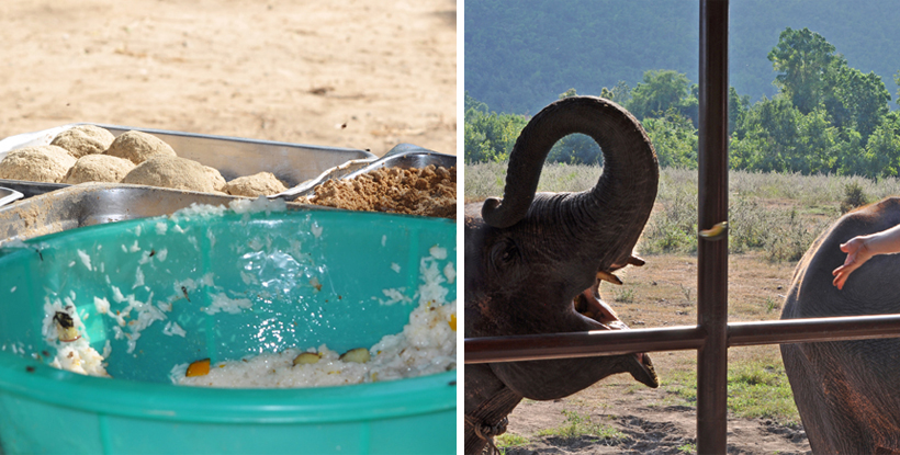 olifanten helpen in opvangcentrum Thailand