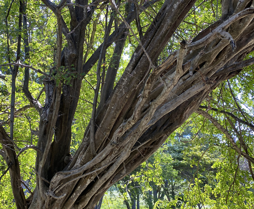 bomen op Playa Rajadita in El Jobo