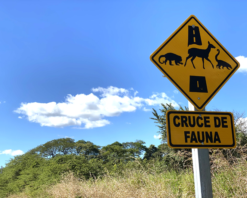 opgelet voor overstekend wildlife in Costa Rica