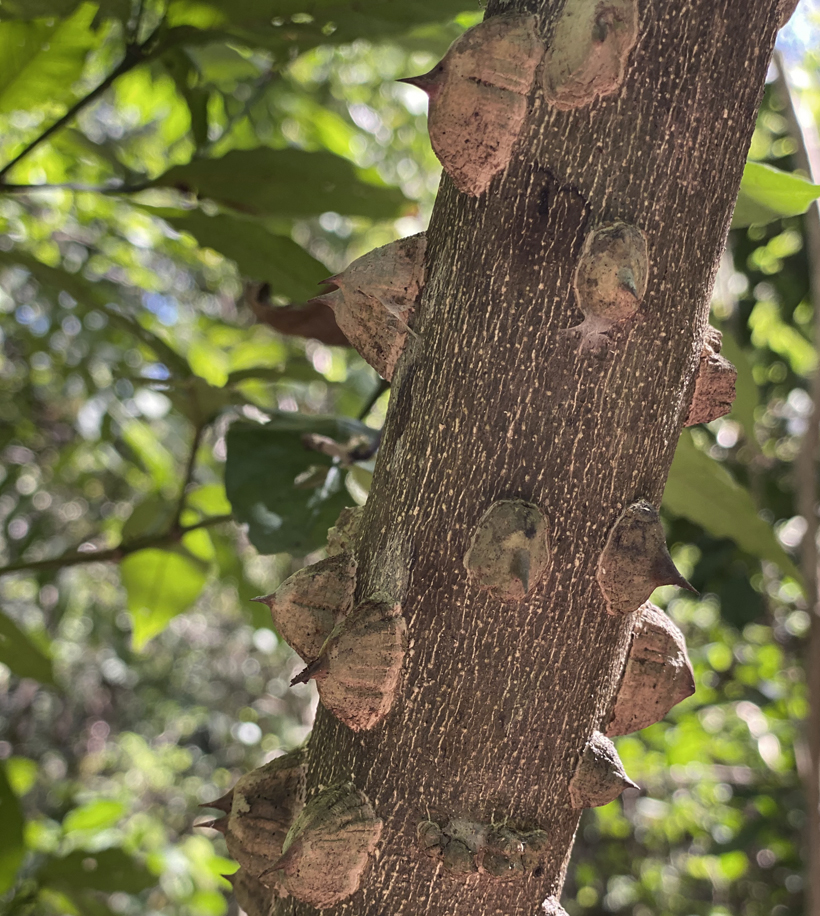 pochote in Nosara