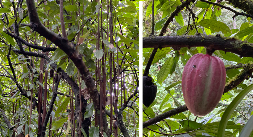 cacaobomen in Finca Apolonia