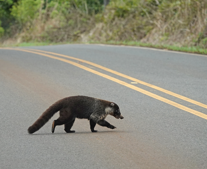coati op de weg in Guanacaste