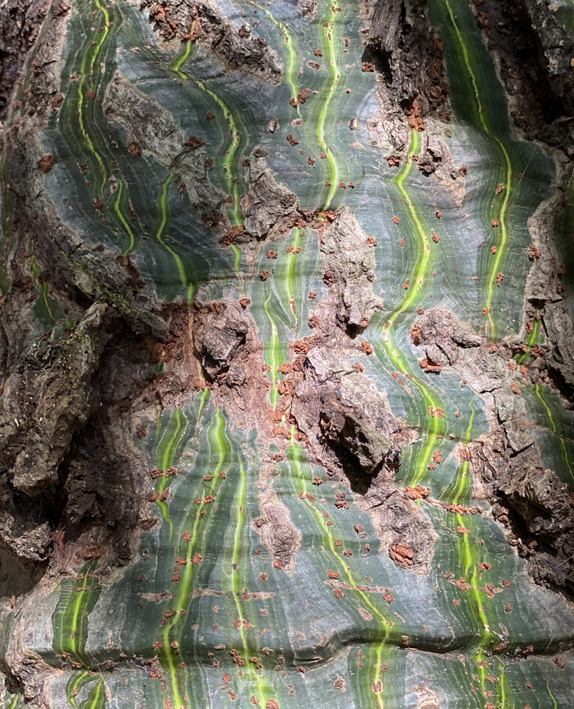 stam met groene strepen in natuurreservaat Nosara