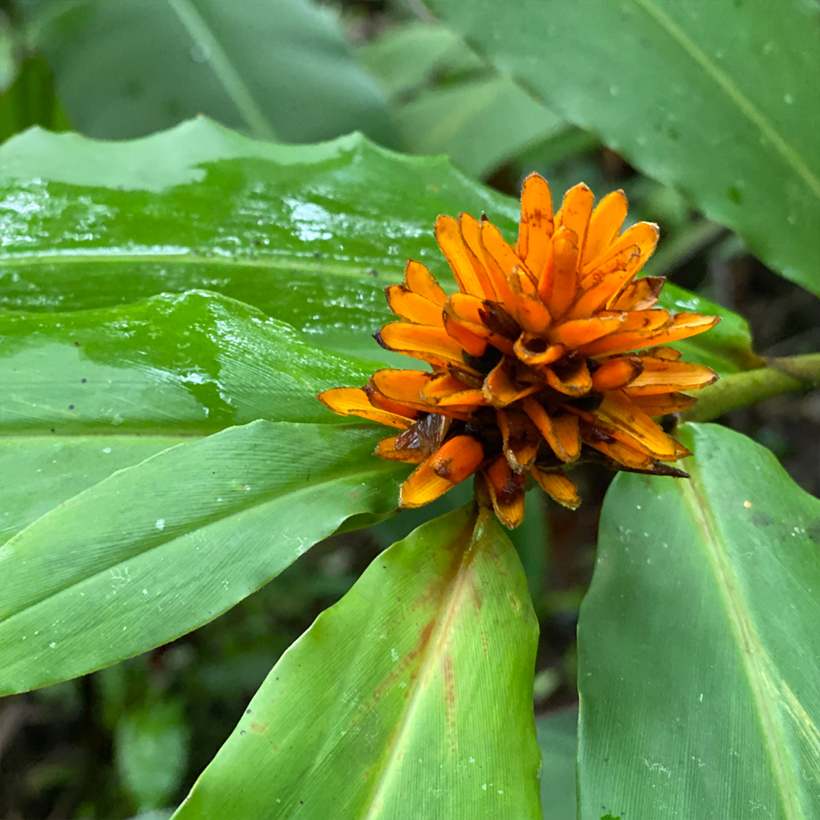 oranje bloem regenwoud