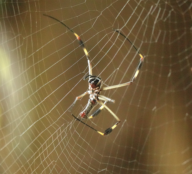 orb weaver in spinneweb