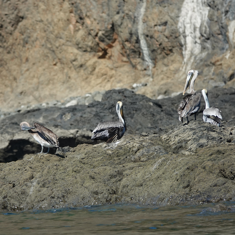pelikanen Golf van Papagyao Gold Coast