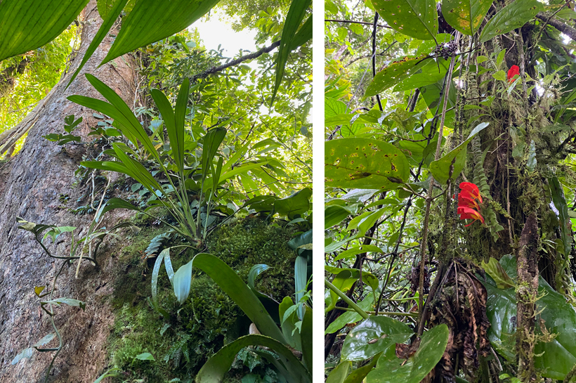tropische flora in Dos Rios
