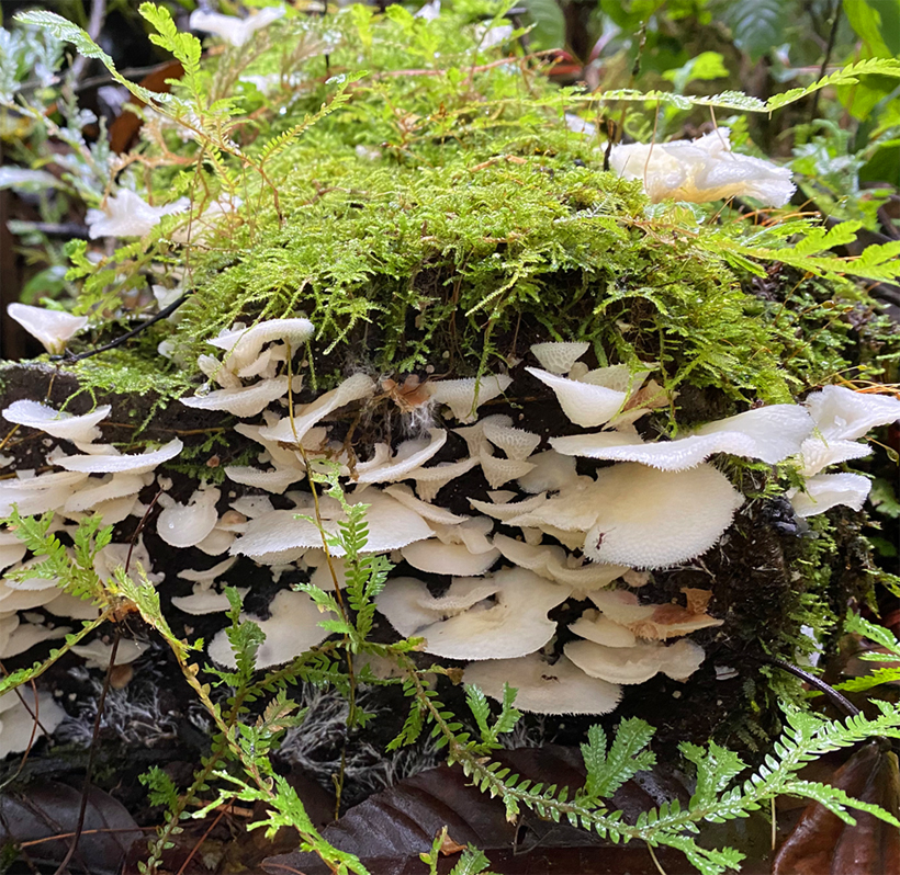 witte funghi regenwoud Dos Rios