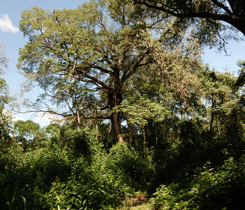 bomen in natuurreservaat Nosara