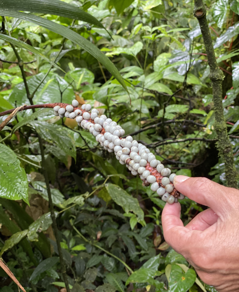zaadjes in regenwoud Costa Rica