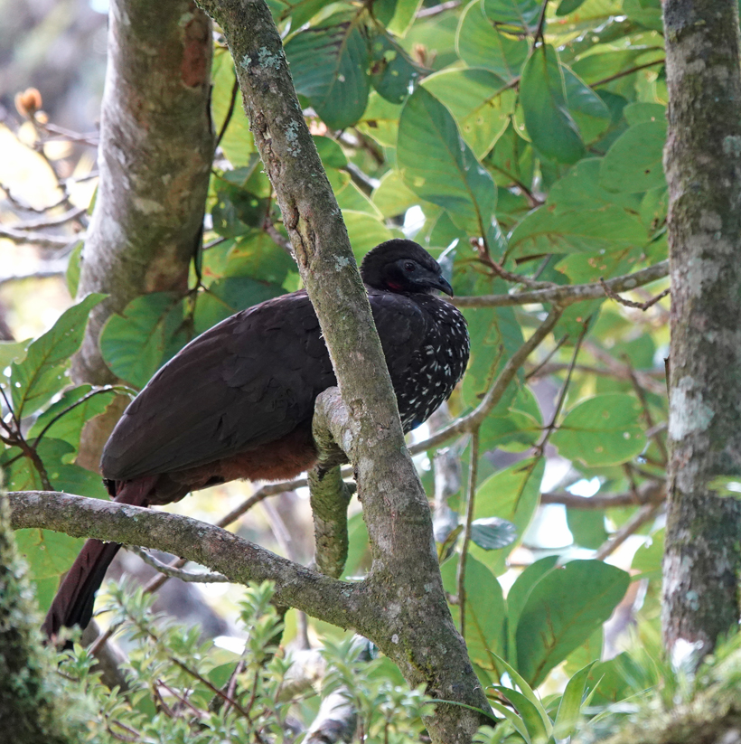 black guan in curi cancha wildlife reserve