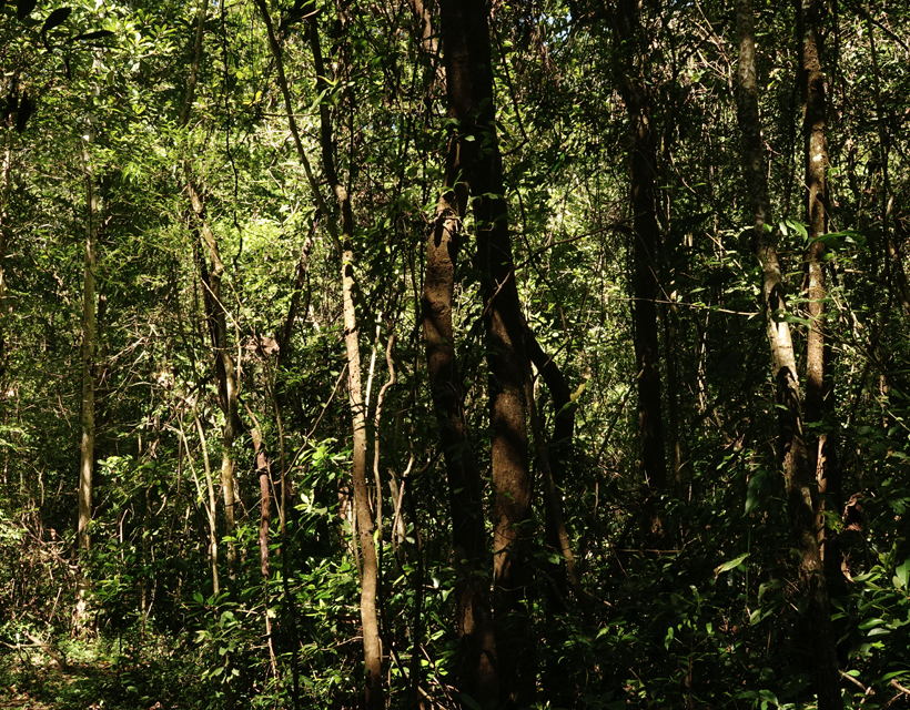 overgangswoud in Diria nationaal park